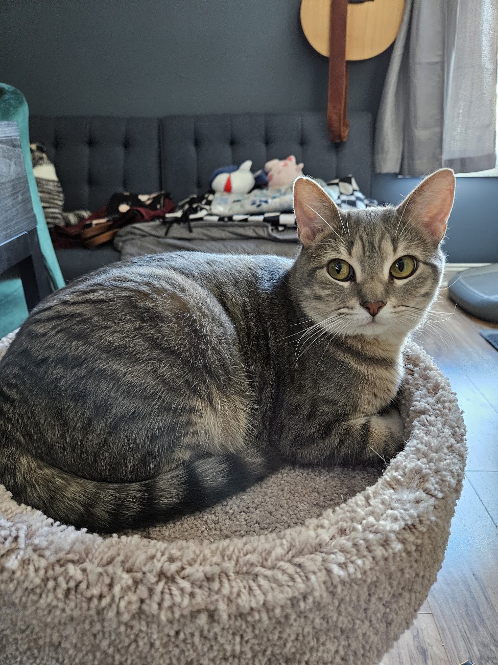 Max the Cat